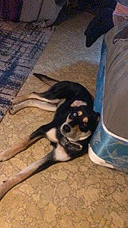 Frankie joined the competition — help win amazing prizes! carnivore, comfort, companion_dog, dog, dog_breed, fawn, floor, flooring, fur, hardwood, human_leg, paw, tail, terrestrial_animal, toy_dog, wood, working_animal