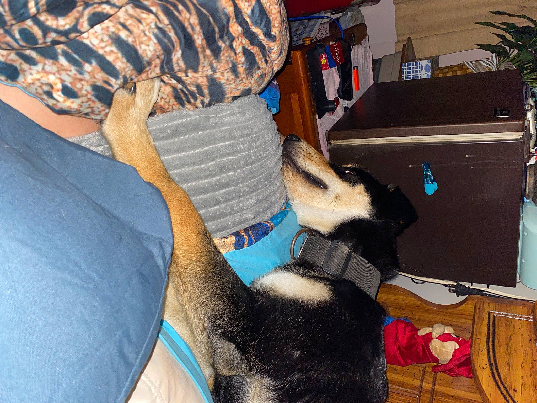 Frankie is registered to the contest to win money with this photo: carnivore, comfort, companion_dog, dog_breed, elbow, fawn, felidae, foot, fur, houseplant, human_leg, knee, leg, mammal, plant, small_to_medium_sized_cats, sporting_group, thigh, whiskers, wrist