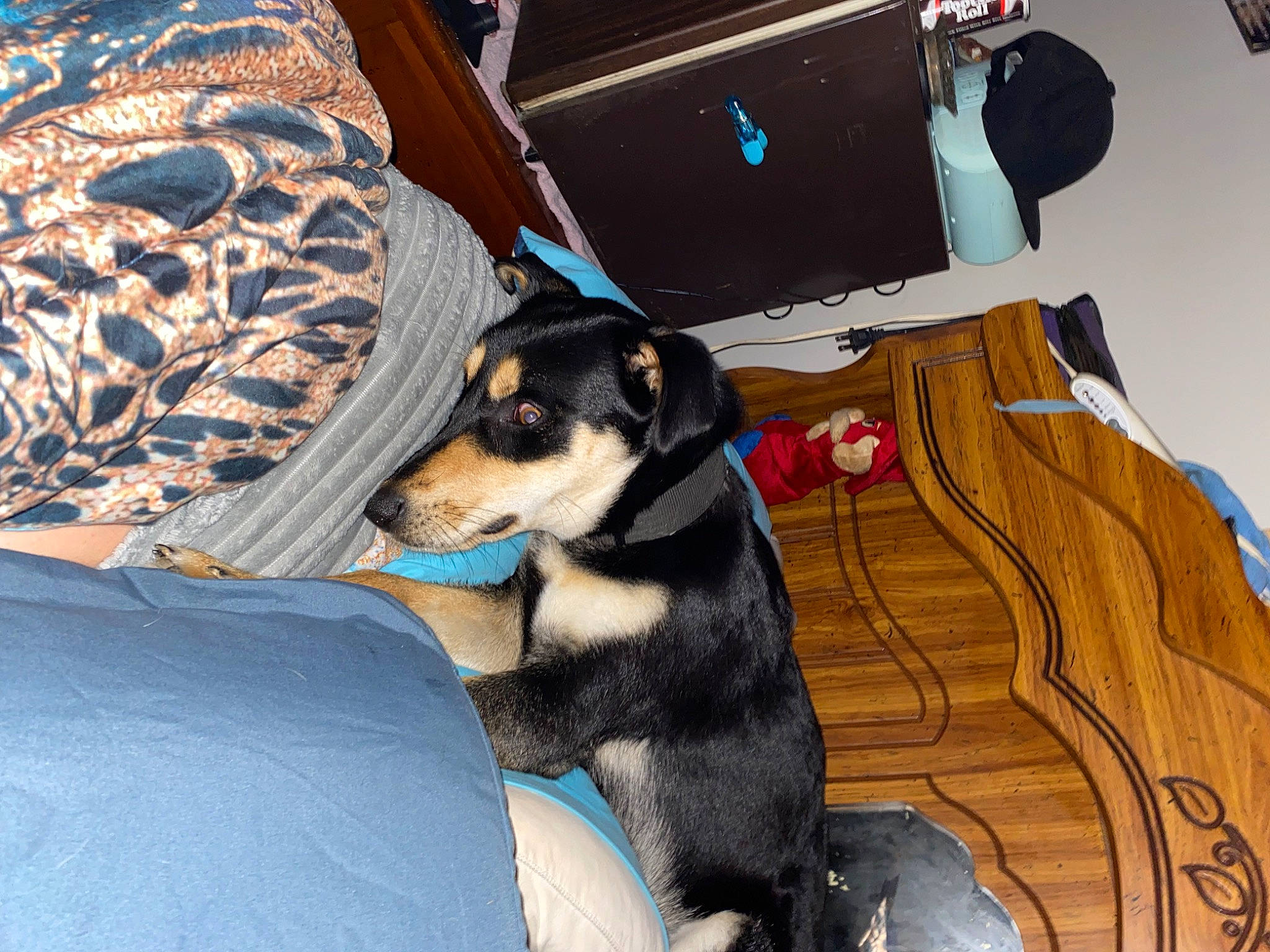 Frankie is registered to the contest to win money with this photo: carnivore, comfort, companion_dog, couch, dog, dog_breed, dog_supply, flooring, fur, guard_dog, hardwood, linens, living_room, paw, pinscher, room, tail, toy_dog, working_animal, working_dog