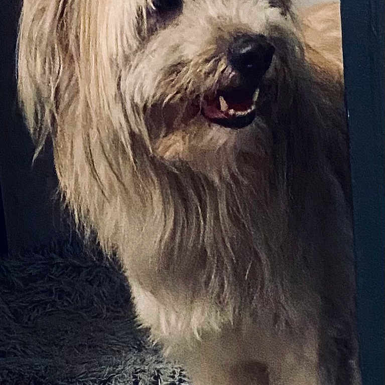Orka