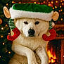 dog, white_dog, elf_hat, christmas, holiday, festive, cozy, fireplace, warm_lighting, christmas_tree, decorations, cute, pet, indoors, portrait, animal, winter, holiday_season, christmas_lights, funny_hat