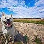 dog, white_dog, tongue_out, happy, outdoor, field, hay_bales, clouds, sky, grass, dirt_path, collar, canine, nature, summer, sunny, rural, animal, pet, landscape