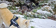 Punchy participe au concours pour gagner de l'argent avec cette photo : animal, canine, daylight, digging, dog, forest, grass, harness, ice, landscape, moss, nature, outdoor, pets, playful, snow, stream, trees, winter, woods
