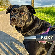 Roxy a rejoint le concours — aidez-le/la à gagner de superbes lots ! animal, attentive, black_dog, canine, closeup, clouds, daytime, dog, grass, harness, leash, nature, outdoor, pet, portrait, road, shadow, sky, sunlight, walking