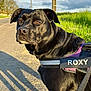 animal, attentive, black_dog, canine, closeup, clouds, daytime, dog, grass, harness, leash, nature, outdoor, pet, portrait, road, shadow, sky, sunlight, walking