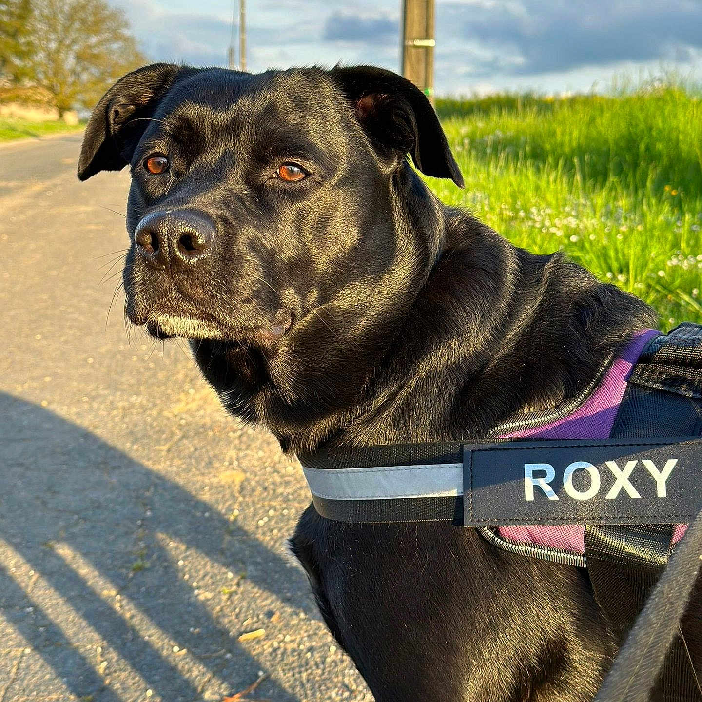 Roxy