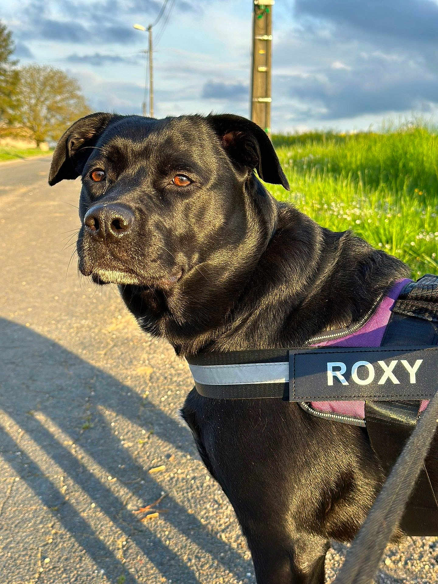 Roxy