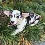 dog, puppy, merle, corgi, grass, outdoor, leafy_shrub, blue_eyes, ears, tongue, nose, smile, pet, portrait, close_up, ground, sidewalk, playful, nature, greenery