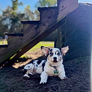 Luigi joined the competition — help win amazing prizes! animal, collar, corgi, cute, dog, ears, grass, lying_down, merle_coat, name_tag, outdoor, park, pet, portrait, puppy, sand, sitting, sunlight, tricolor, wooden_stairs