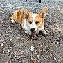 corgi, dog, puppy, muddy, paws, gravel, outdoor, ears, tongue, collar, pet, animal, ground, rocks, playful, portrait, smiling, nose, fur, face