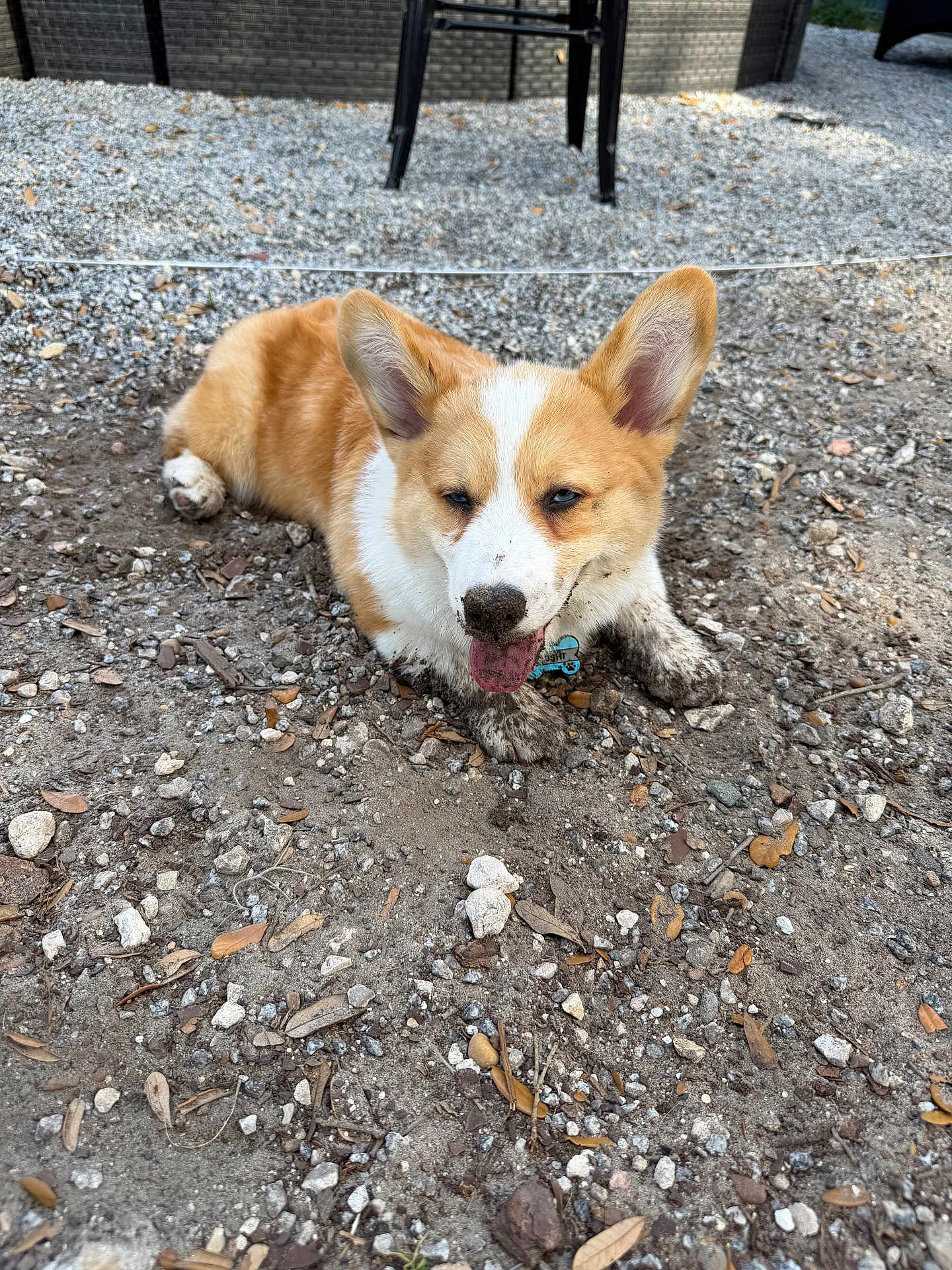 Yoshi joined the competition — help win amazing prizes! corgi, dog, puppy, muddy, paws, gravel, outdoor, ears, tongue, collar, pet, animal, ground, rocks, playful, portrait, smiling, nose, fur, face