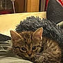Anya participe au concours pour gagner de l'argent avec cette photo : kitten, cat, tabby, animal, pet, cozy, indoor, couch, blanket, soft, fur, whiskers, ear, foot, sock, texture, home, resting, curious, closeup
