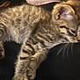 Anya a rejoint le concours — aidez-le/la à gagner de superbes lots ! kitten, cat, tabby, feline, pet, animal, cute, small, fur, whiskers, paws, lying_down, indoor, closeup, sleepy, resting, young, mammal, domestic, soft