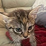 kitten, cat, close_up, whiskers, blanket, red_blanket, couch, beige_couch, pillow, patterned_pillow, pet, animal, feline, young_cat, indoor, curious, soft_texture, face, ears, eyes