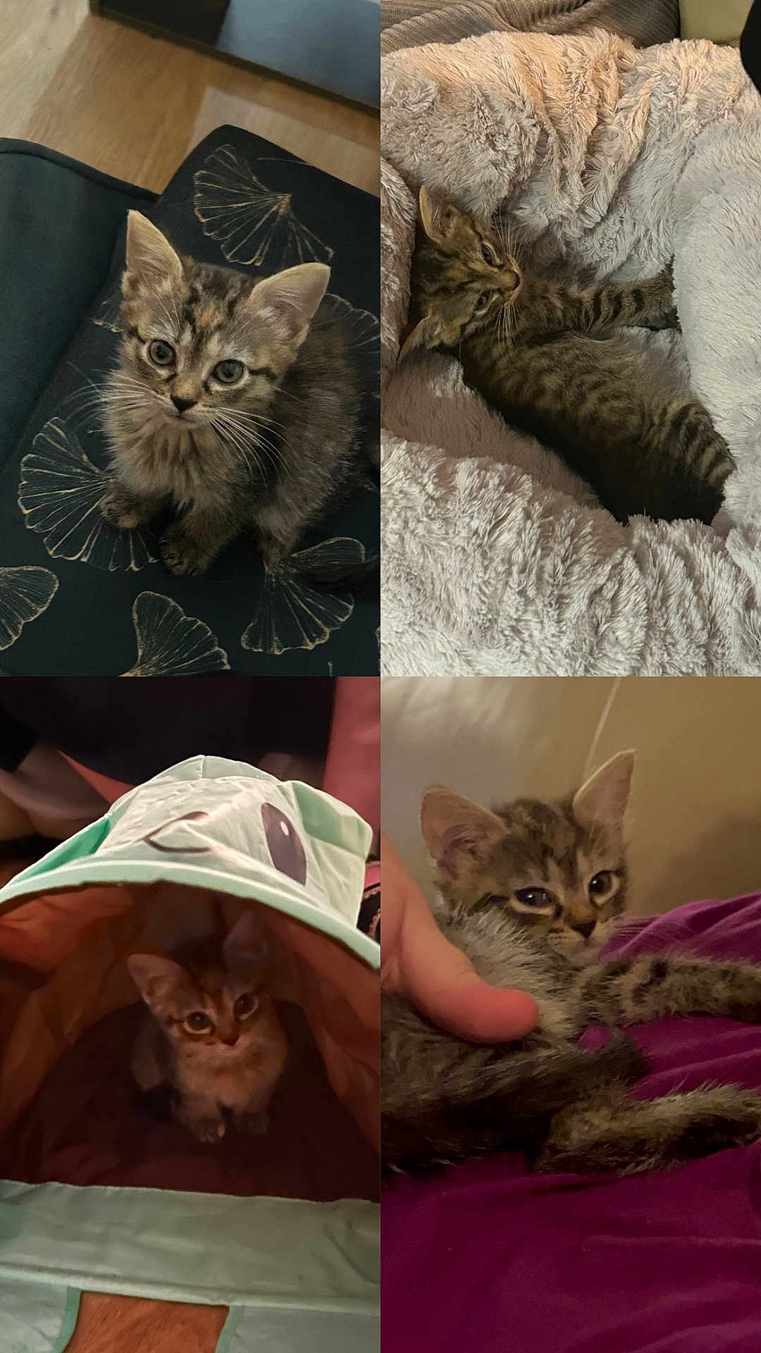 Anya participe au concours pour gagner de l'argent avec cette photo : kitten, tabby, cat, pet, cute, feline, indoor, cushion, blanket, bed, tunnel, animal, resting, curious, small, playing, soft, cozy, paw, sleeping