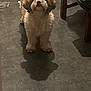 dog, small_dog, fluffy_dog, indoor, floor, shadow, wooden_furniture, looking_up, pet, animal, brown_and_white, curly_fur, standing, home, domestic, companion, cute, fur, four_legs, shadow_play