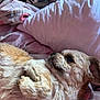 dog, pet, lying_down, bed, pillow, blanket, furry, cute, relaxed, indoor, canine, small_dog, fur, resting, cozy, animal, sleepy, domestic, mammal, companion