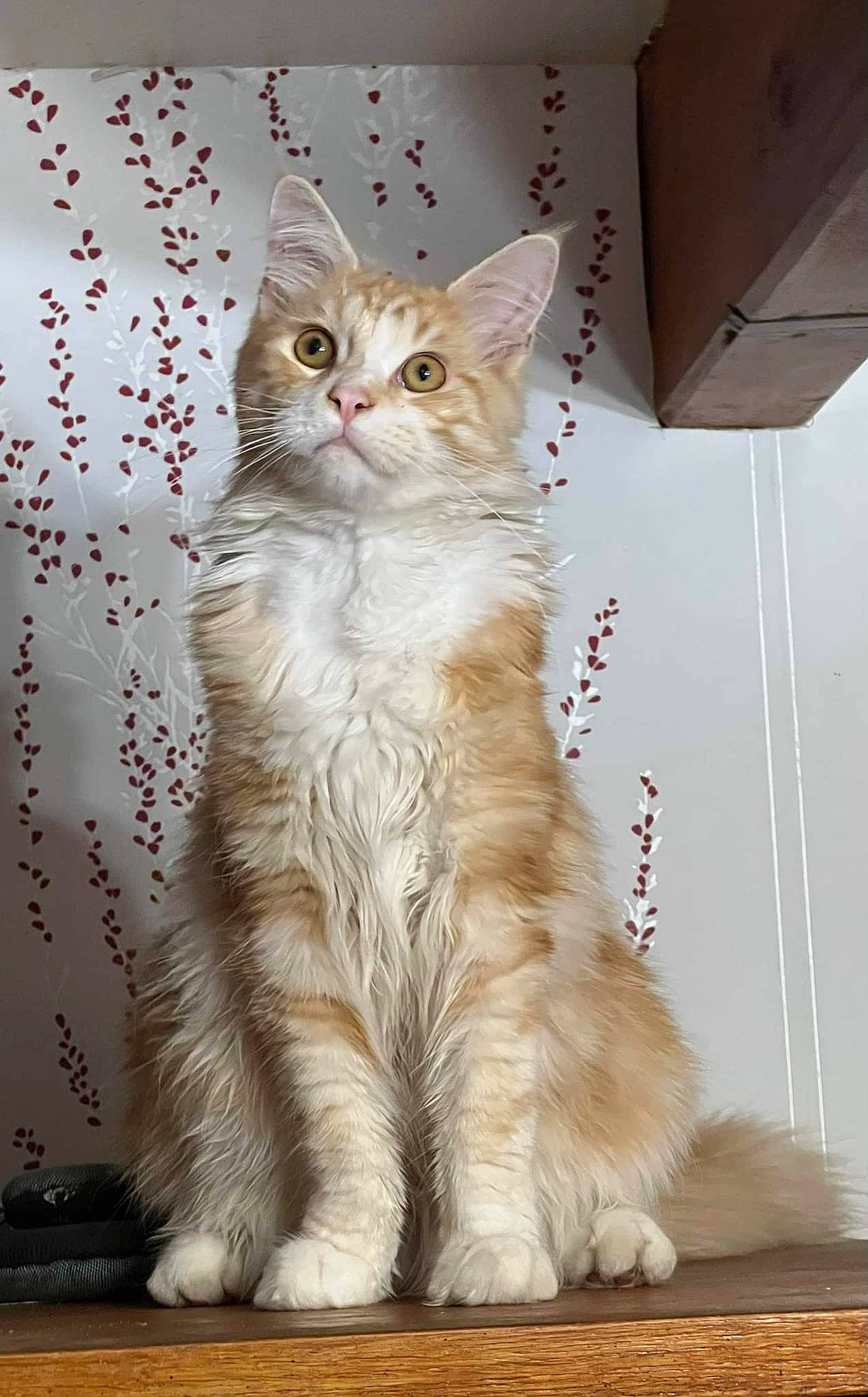 Tigrou participe au concours pour gagner de l'argent avec cette photo : carnivore, cat, event, felidae, fixture, fur, paw, small_to_medium_sized_cats, tail, terrestrial_animal, whiskers, window