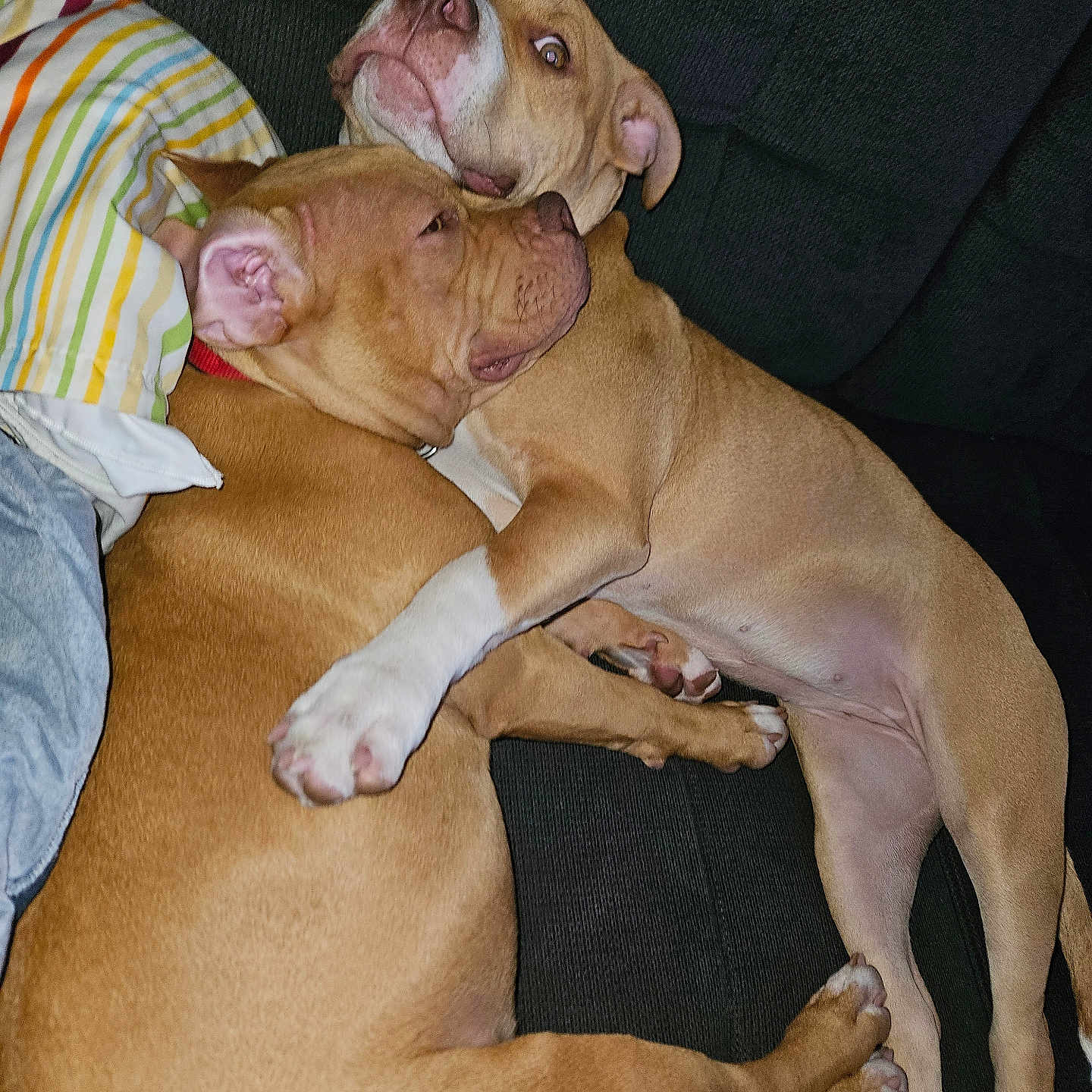 Athena Et Chanel