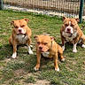 animal, brown_dog, canine, cute, daytime, dog, domestic_animal, fence, garden, grass, nature, outdoor, park, pet, pet_care, sitting, three_dogs, urban, white_paws, yard
