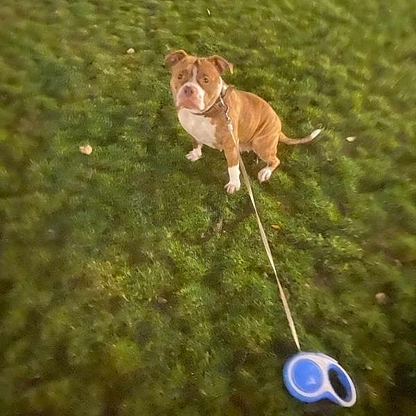 Kali