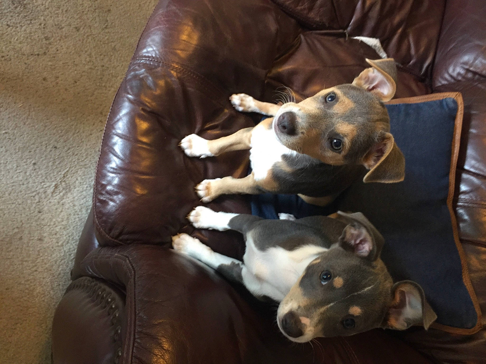 Roxie Gracie is registered to the contest to win money with this photo: canidae, carnivore, chair, comfort, companion_dog, couch, dog, dog_breed, fawn, felidae, fur, furniture, guard_dog, non_sporting_group, snout, sporting_group, toy, toy_dog, whiskers, working_animal