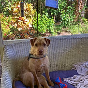Dexter joined the competition — help win amazing prizes! dog, pet, animal, sitting, portrait, brown_dog, wirehaired_dog, collar, cushion, wicker_bench, garden, plants, foliage, outdoor, bird_feeder, birdhouse, dog_toy, bone_toy, sunlight, backyard
