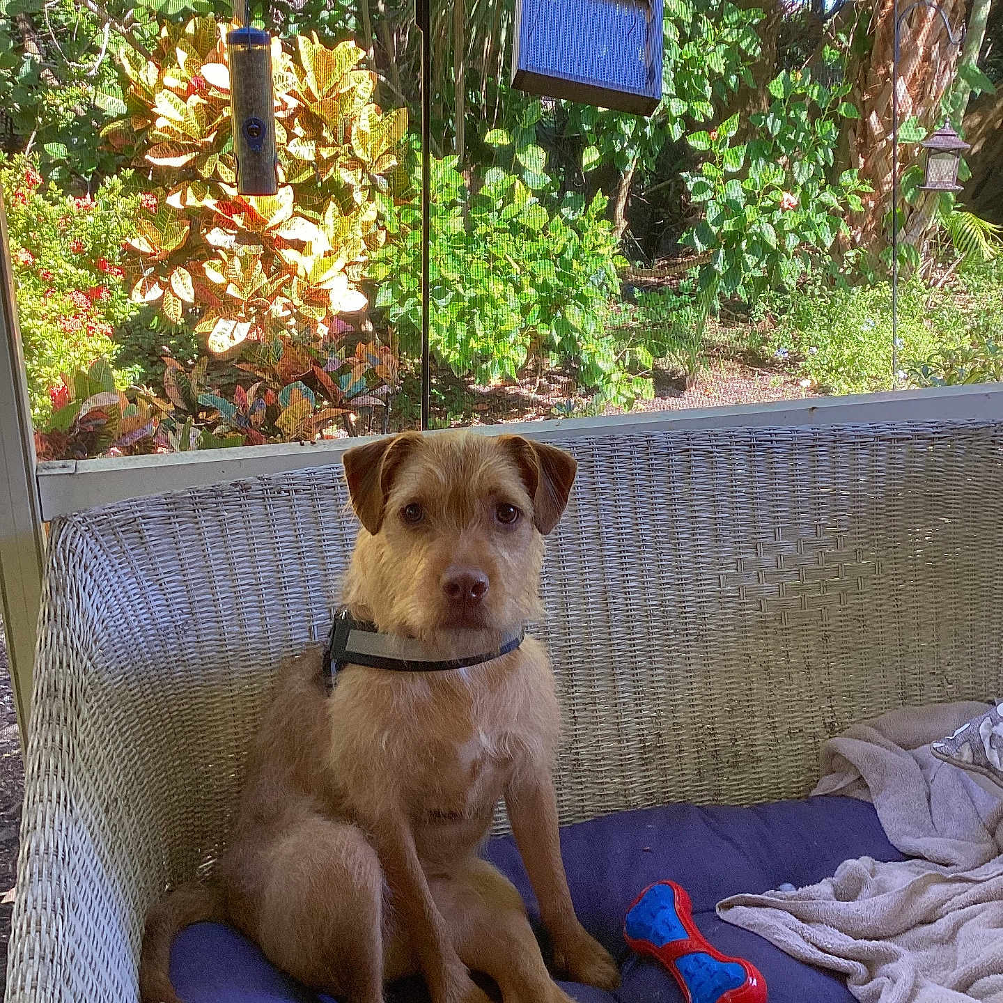 Dexter