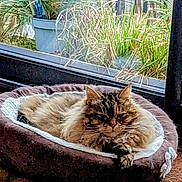 Grizouille participe au concours pour gagner de l'argent avec cette photo : cat, pet_bed, indoor, window, plants, greenery, cozy, relaxation, fluffy, fur, animal, domestic, resting, sunlight, home, tile_floor, brown, white, comfort, quiet