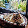 cat, pet_bed, indoor, window, plants, greenery, cozy, relaxation, fluffy, fur, animal, domestic, resting, sunlight, home, tile_floor, brown, white, comfort, quiet