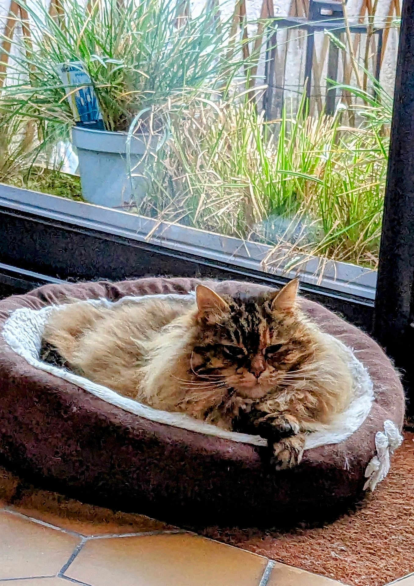 Grizouille participe au concours pour gagner de l'argent avec cette photo : cat, pet_bed, indoor, window, plants, greenery, cozy, relaxation, fluffy, fur, animal, domestic, resting, sunlight, home, tile_floor, brown, white, comfort, quiet