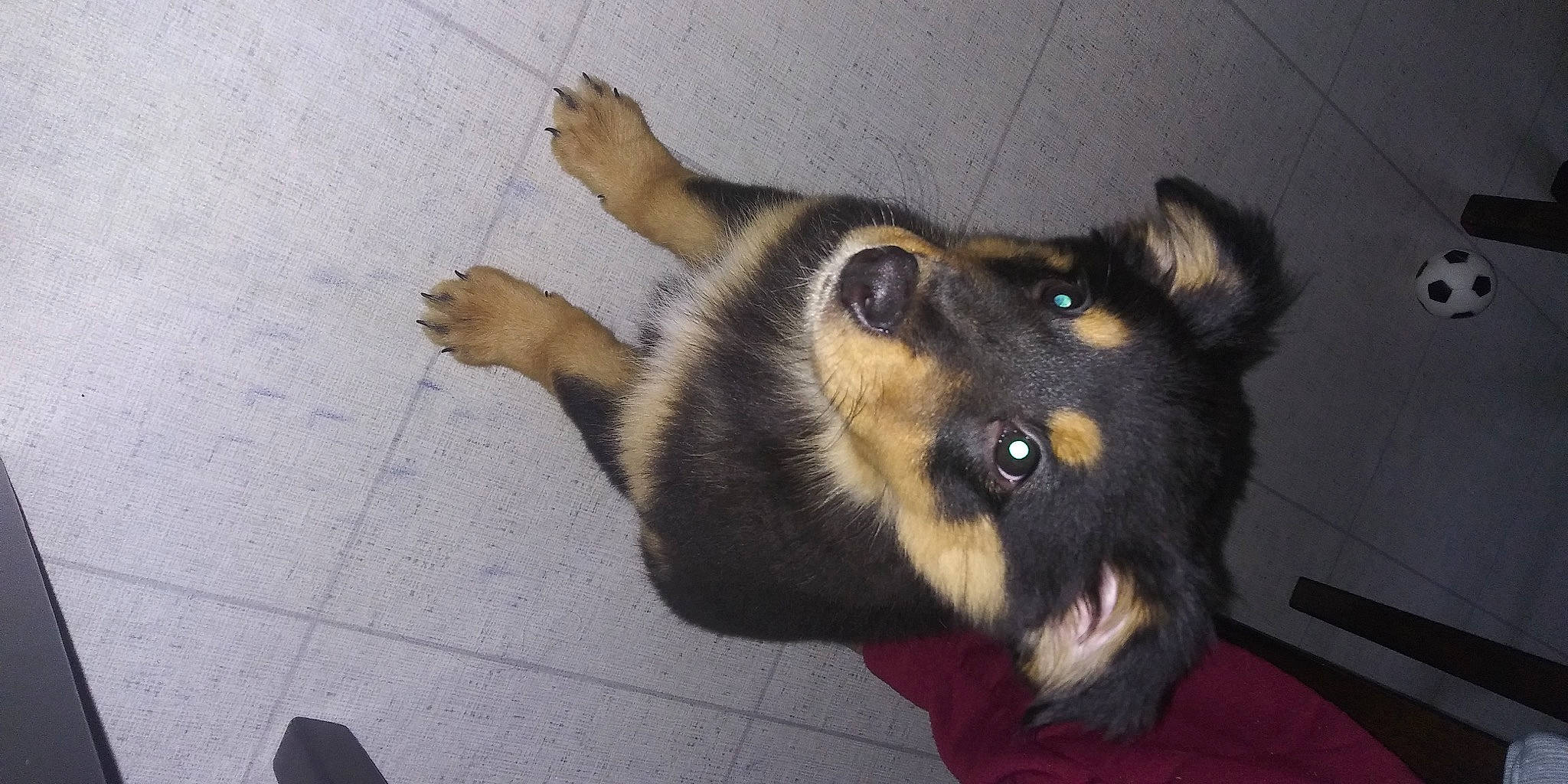 Olivia joined the competition — help win amazing prizes! canidae, carnivore, dog, dog_breed, german_shepherd_dog, king_shepherd, mammal, nose, paw, puppy, snout, street_dog, tail, vertebrate