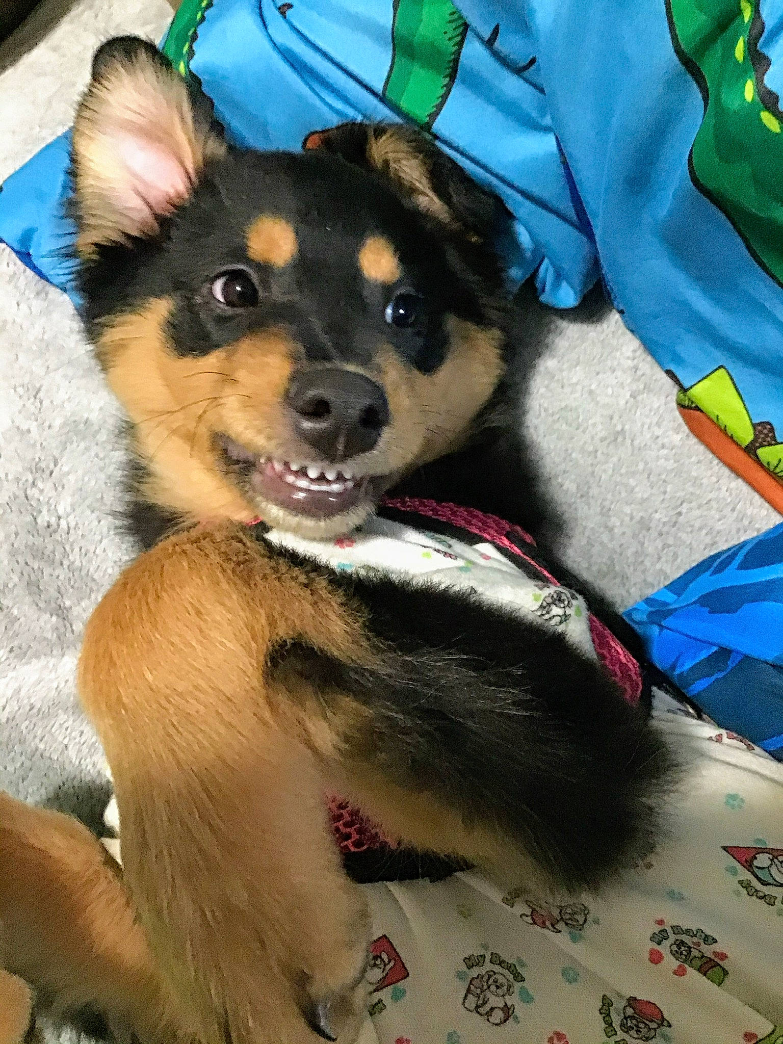 Olivia joined the competition — help win amazing prizes! australian_kelpie, canidae, carnivore, companion_dog, dog, dog_breed, mammal, puppy, puppy_love, vertebrate