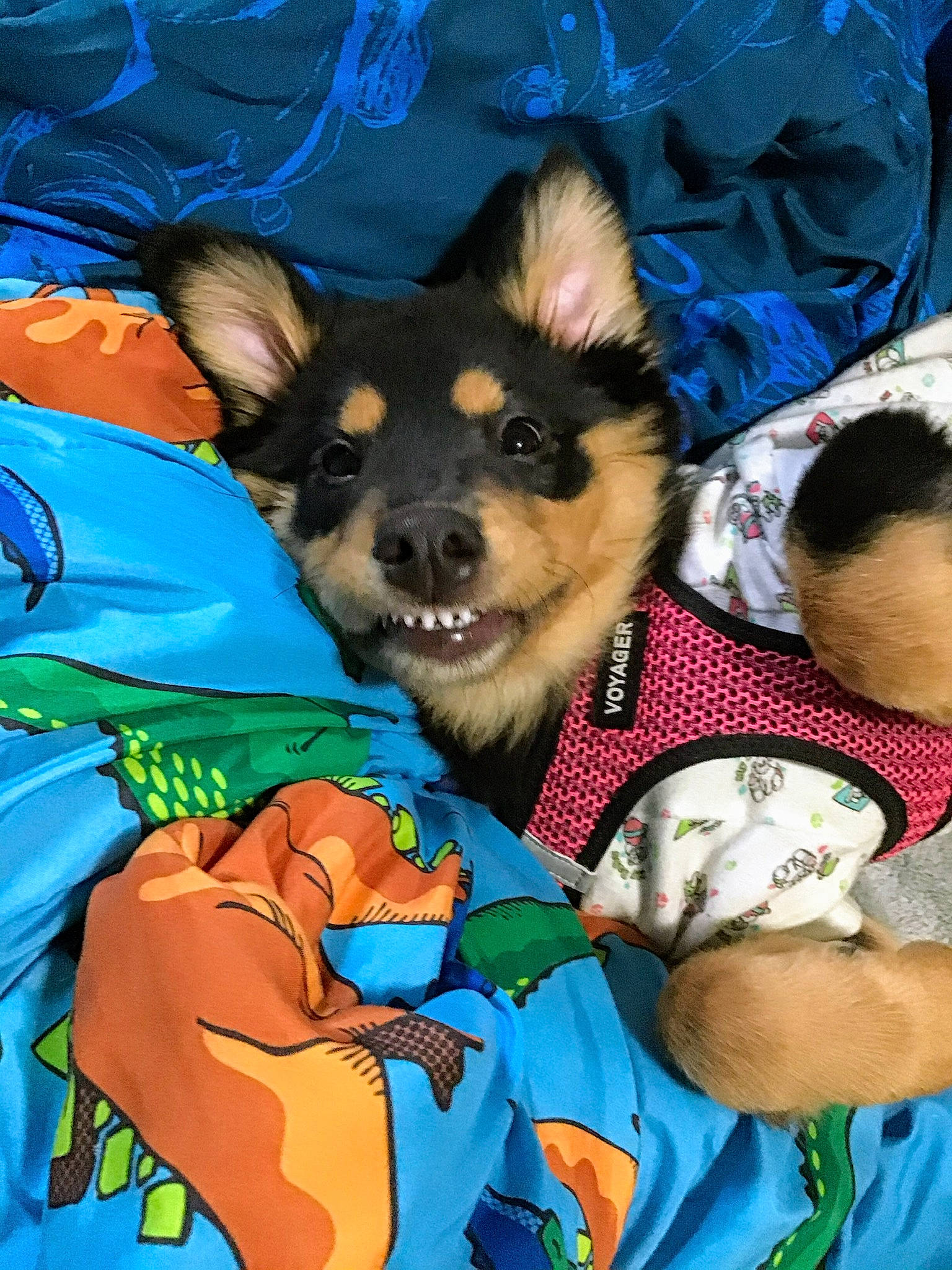 Olivia is registered to the contest to win money with this photo: canidae, carnivore, companion_dog, dog, dog_breed, miniature_pinscher, puppy