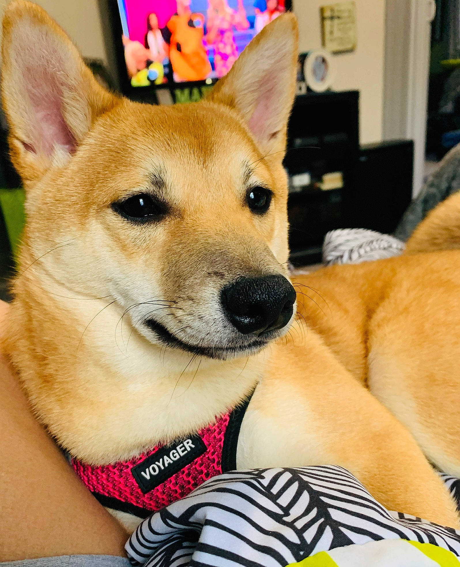 Akira joined the competition — help win amazing prizes! ancient_dog_breeds, canaan_dog, canidae, carnivore, carolina_dog, companion_dog, dingo, dog, dog_breed, fawn, korean_jindo_dog, mammal, new_guinea_singing_dog, non_sporting_group, norwegian_buhund, pariah_dog, rare_breed_dog, shiba_inu, snout, vertebrate