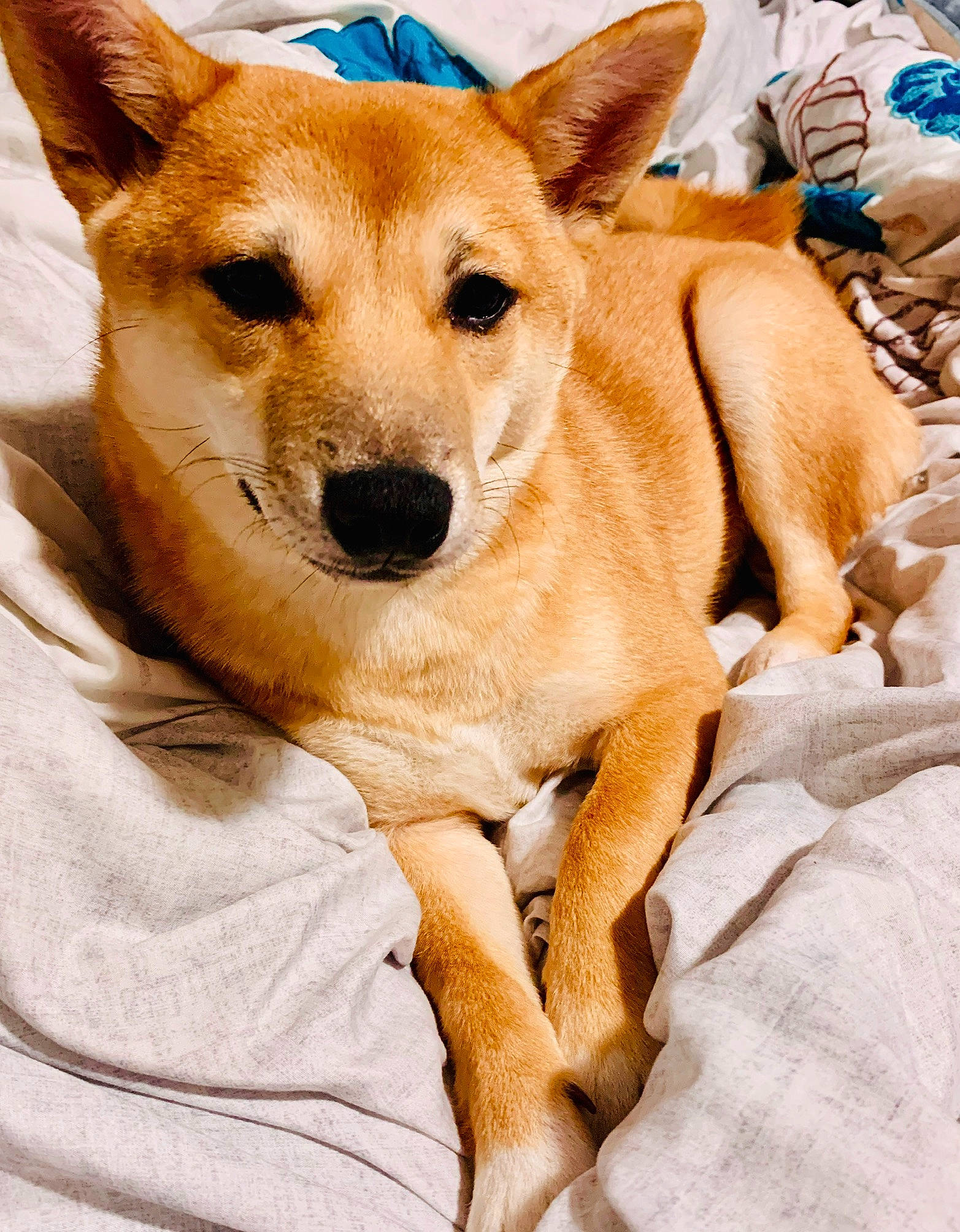 Akira joined the competition — help win amazing prizes! ancient_dog_breeds, aspin, canaan_dog, canidae, carnivore, carolina_dog, companion_dog, corgi_chihuahua, dog, dog_breed, fawn, feist, korean_jindo_dog, mammal, new_guinea_singing_dog, pariah_dog, rare_breed_dog, snout, street_dog, vertebrate