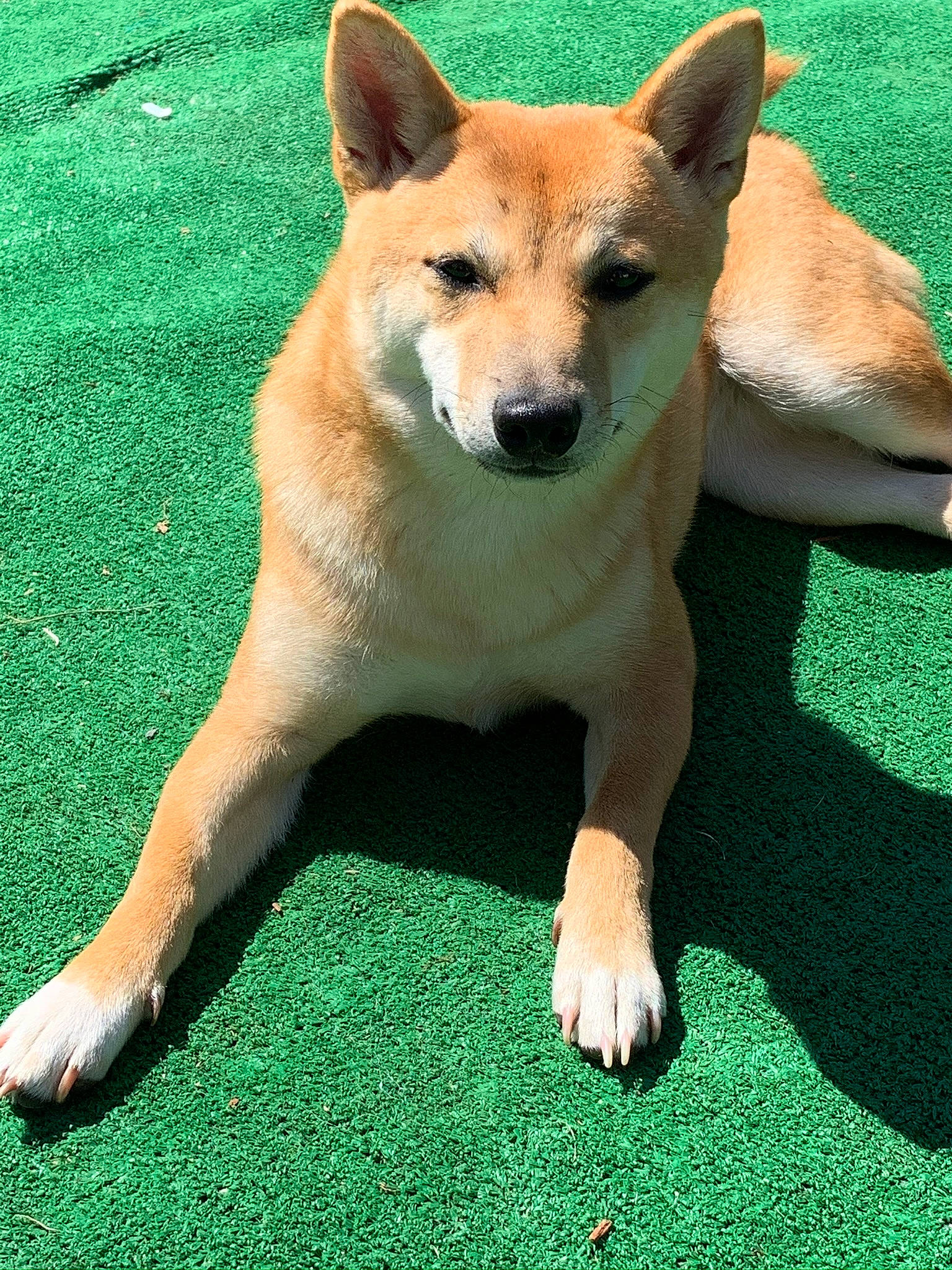 Akira is registered to the contest to win money with this photo: akita, ancient_dog_breeds, canaan_dog, canidae, carnivore, carolina_dog, dingo, dog, dog_breed, fawn, hokkaido, korean_jindo_dog, mammal, new_guinea_singing_dog, non_sporting_group, norwegian_buhund, shiba_inu, shikoku, snout, vertebrate