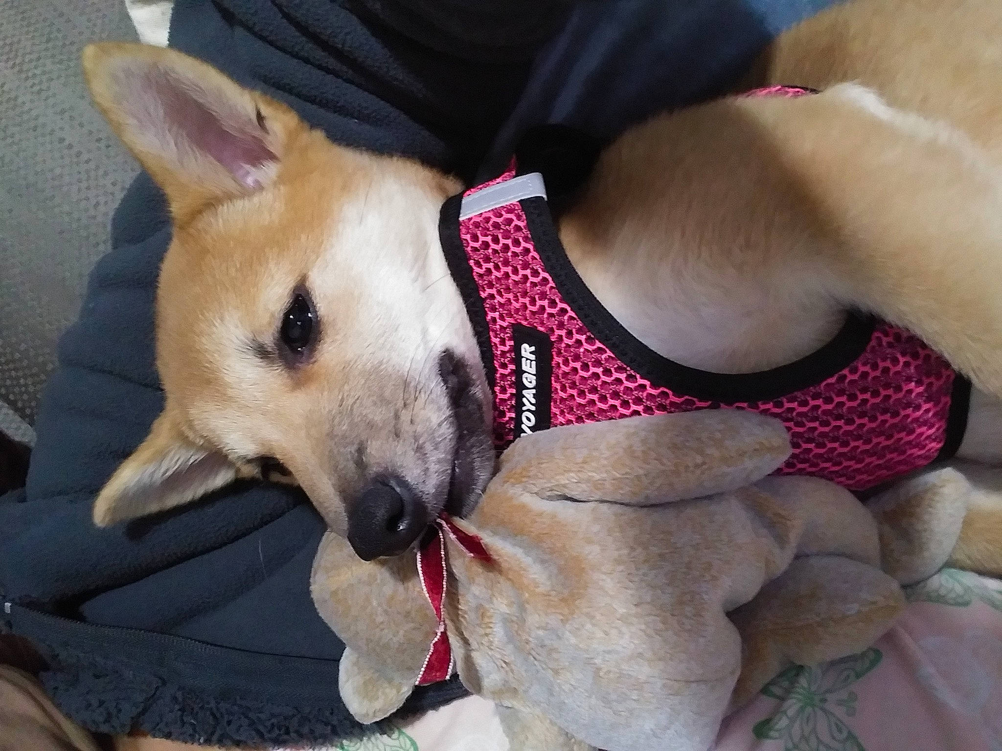 Akira is registered to the contest to win money with this photo: canidae, carnivore, carolina_dog, corgi_chihuahua, dog, dog_breed, fawn, formosan_mountain_dog, mammal, non_sporting_group, puppy_love, shiba_inu, snout, sporting_group, vertebrate