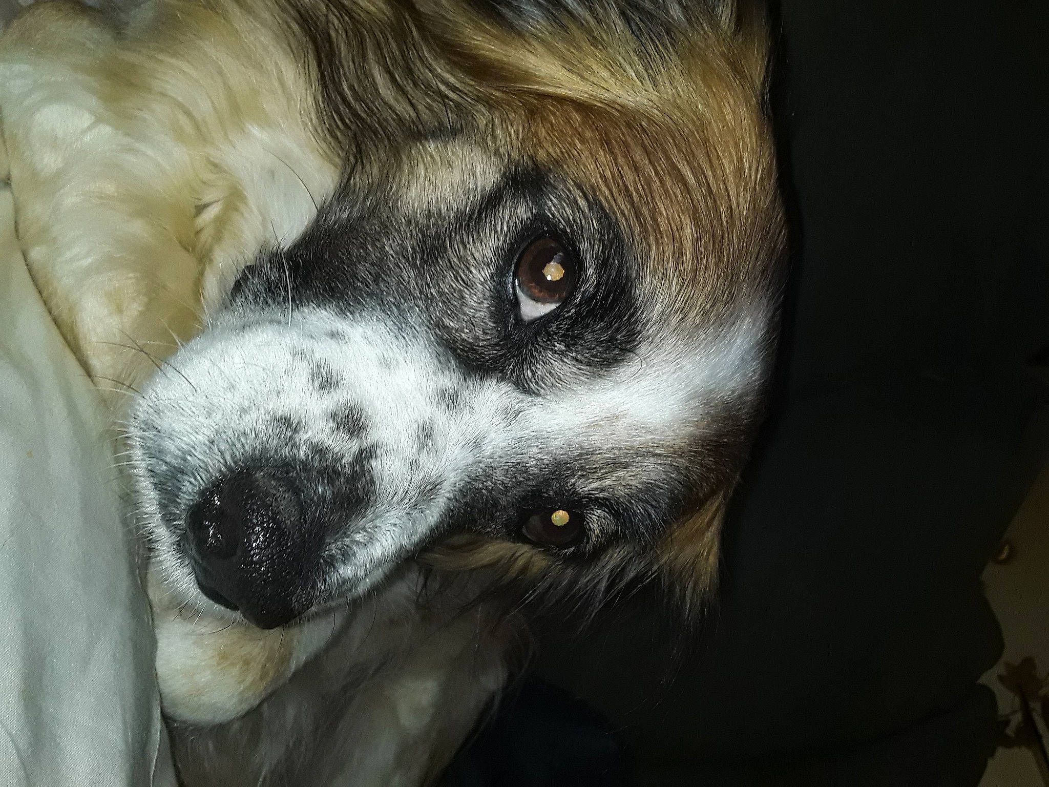 Freckles is registered to the contest to win money with this photo: bored, canidae, carnivore, close_up, companion_dog, darkness, dog, dog_breed, ear, fawn, fur, jaw, snout, sporting_group, terrestrial_animal, toy_dog, whiskers, working_animal