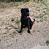 animal, black_dog, canine, collar, daylight, dog, dry_grass, fur, grass, gravel, greenery, ground, nature, outdoor, path, pet, quiet, side_view, sitting, tongue_out