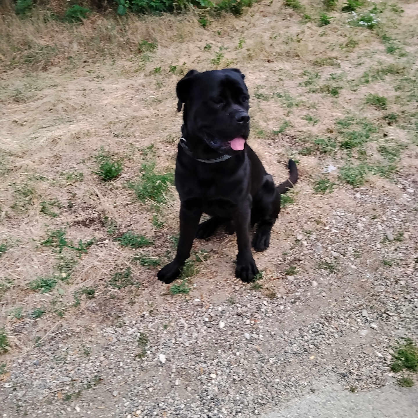 Asko