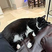 Kiwi is registered to the contest to win money with this photo: cat, tuxedo_cat, sleeping, indoor, brown_leather_couch, floor_tiles, furniture, chair, relaxing, pet, whiskers, black_and_white, paw, domestic_animal, resting, cozy, home, quiet, animal, napping
