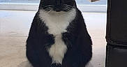 Kiwi is registered to the contest to win money with this photo: alert, animal, black_and_white, cat, curtain, domestic_cat, feline, floor, home, indoor, leather_chair, looking, paws, pet, quiet, sitting, tile, tuxedo_cat, whiskers, window