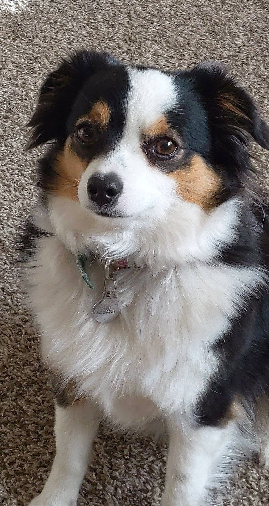 Ferdinand is registered to the contest to win money with this photo: ancient_dog_breeds, bernese_mountain_dog, canidae, carnivore, companion_dog, dog, dog_breed, door, fur, herding_dog, snout, sporting_group, terrestrial_animal, whiskers, working_animal, working_dog