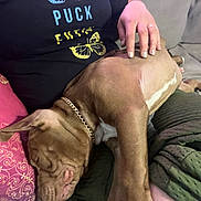 Havoc is registered to the contest to win money with this photo: black_shirt, brown_dog, butterfly, chain_collar, collar, comfort, couch, dog, furniture, green_blanket, hand, indoor, person, pet, pillow, pink_pillow, relaxing, resting, sleeping, text_on_shirt