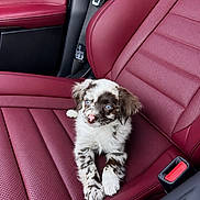 Niko is registered to the contest to win money with this photo: adorable, animal, blue_eyes, car_seat, companion, cute, dog, domestic_animal, fluffy, fur, interior, looking_up, pet, puppy, red_leather, seatbelt, sitting, small_dog, vehicle, young_dog
