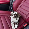 puppy, dog, car_seat, red_leather, blue_eyes, cute, pet, animal, fur, small_dog, seatbelt, interior, vehicle, adorable, domestic_animal, young_dog, sitting, looking_up, fluffy, companion