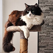 Chouquette a rejoint le concours — aidez-le/la à gagner de superbes lots ! animal, black_and_white, cat, cat_tree, cozy, cute, domestic, feline, fluffy, fur, home, indoor, lounging, natural_light, paw, pet, relaxed, stone_wall, tail, texture
