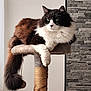 animal, black_and_white, cat, cat_tree, cozy, cute, domestic, feline, fluffy, fur, home, indoor, lounging, natural_light, paw, pet, relaxed, stone_wall, tail, texture