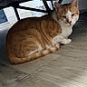 cat, ginger_cat, white_cat, indoor, floor, wooden_floor, pet, animal, feline, resting, lying_down, house, bed_frame, cozy, quiet, domestic, fur, whiskers, ears, tail